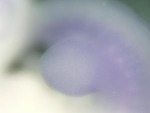 EMAGE:27277