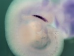 EMAGE:27292