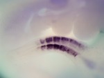 EMAGE:27292
