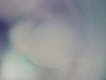 EMAGE:27342