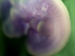 EMAGE:27378