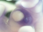 EMAGE:27378