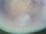 EMAGE:27442
