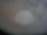 EMAGE:27484