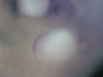 EMAGE:27489