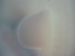 EMAGE:27538