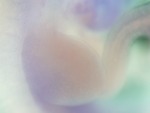 EMAGE:27610