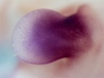 EMAGE:27809