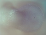 EMAGE:27893