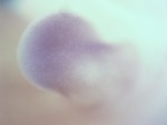EMAGE:27934