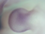 EMAGE:27945