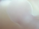 EMAGE:28005