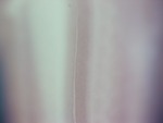EMAGE:28116