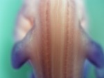 EMAGE:28224