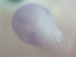 EMAGE:28260