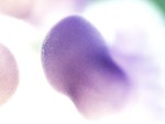 EMAGE:28324