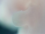 EMAGE:28337