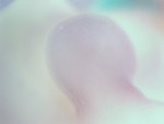 EMAGE:28502