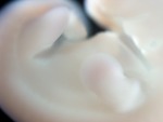 EMAGE:28553