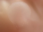 EMAGE:28626