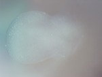 EMAGE:28681