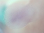 EMAGE:28696