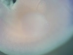 EMAGE:28948