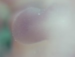 EMAGE:28969