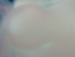 EMAGE:29045