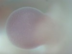 EMAGE:29051