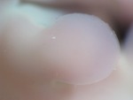 EMAGE:29054