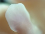 EMAGE:29071