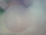 EMAGE:29092