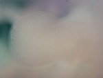 EMAGE:29120
