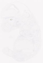 EMAGE:29214