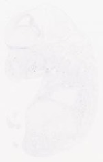 EMAGE:29214