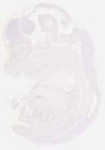 EMAGE:29236