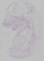 EMAGE:29244