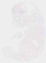 EMAGE:29249