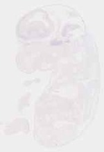 EMAGE:29249