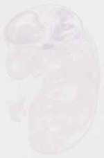EMAGE:29249