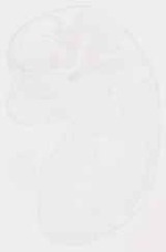 EMAGE:29249