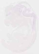 EMAGE:29249