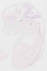 EMAGE:29249