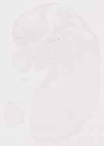 EMAGE:29249