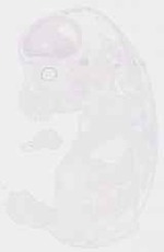 EMAGE:29249