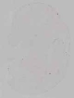 EMAGE:29253