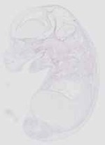EMAGE:29268