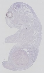 EMAGE:29269