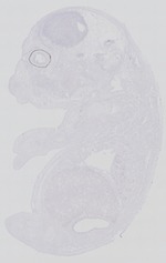 EMAGE:29269
